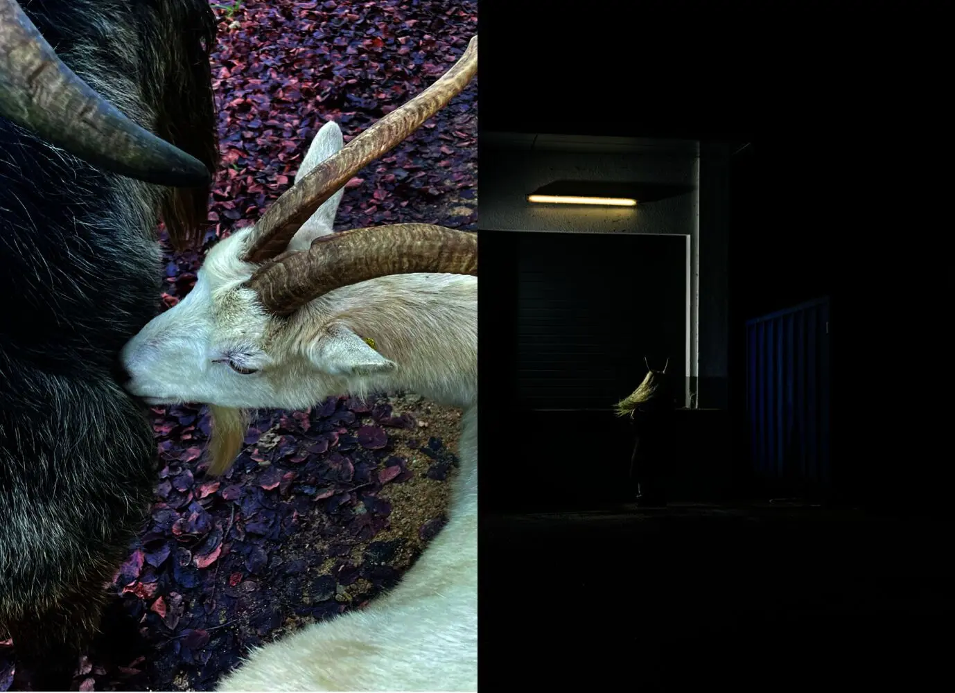 Bild: 9783775759342 | Sandra Knecht - Home Is a Foreign Place. Artist Book, Exhibition...