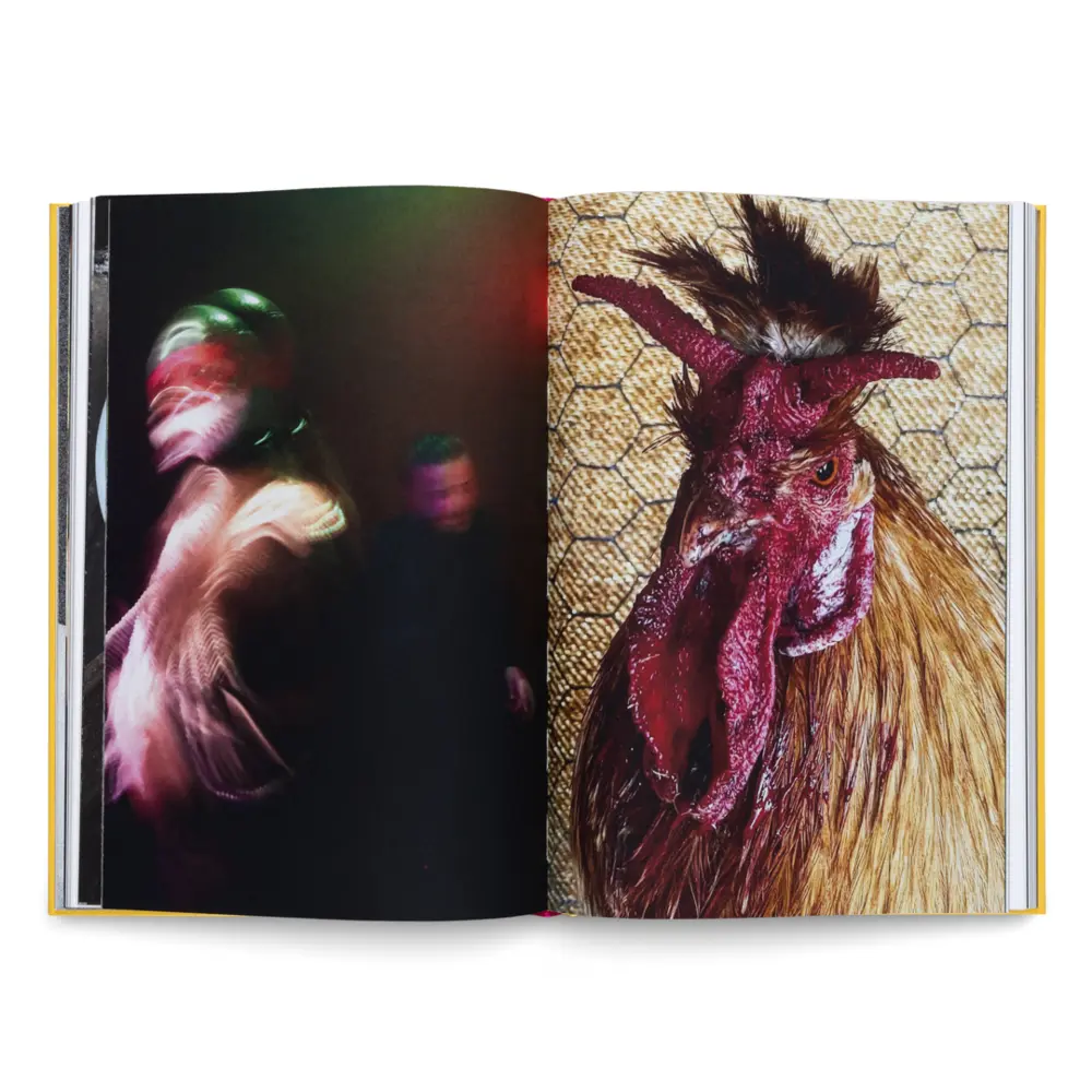 Bild: 9783775759342 | Sandra Knecht - Home Is a Foreign Place. Artist Book, Exhibition...