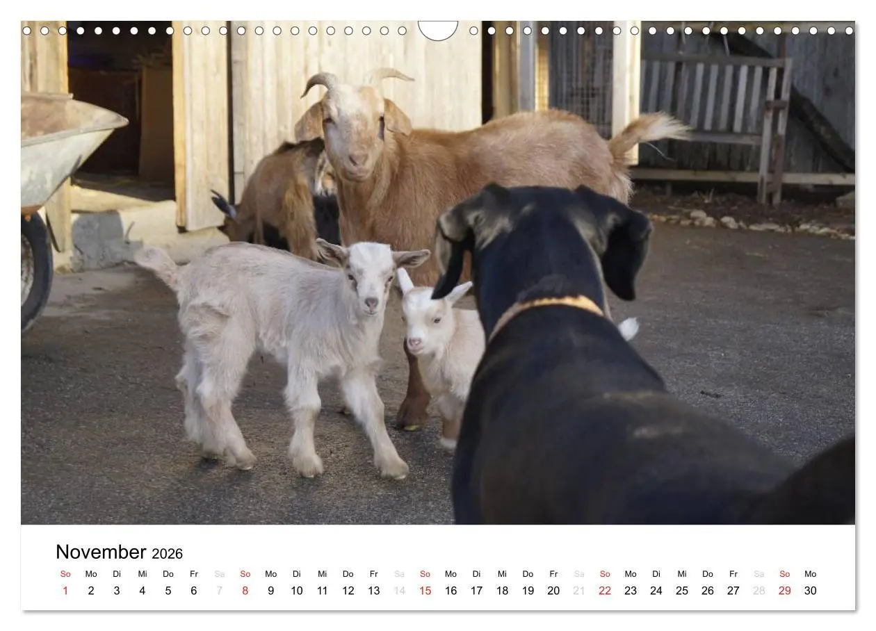 Bild: 9783516119442 | Bauernhoftiere (Wandkalender 2026 DIN A3 quer), CALVENDO...