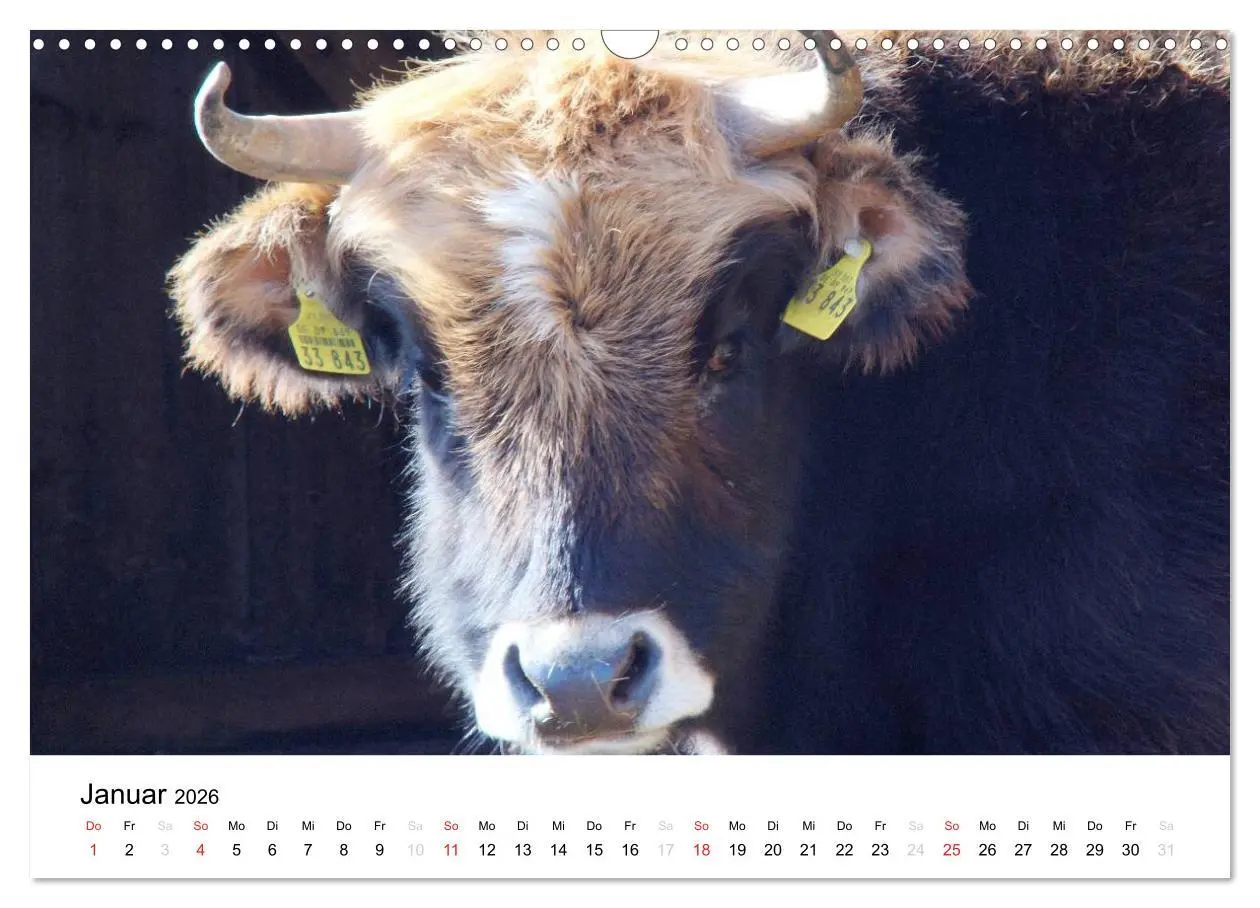 Bild: 9783516119442 | Bauernhoftiere (Wandkalender 2026 DIN A3 quer), CALVENDO...