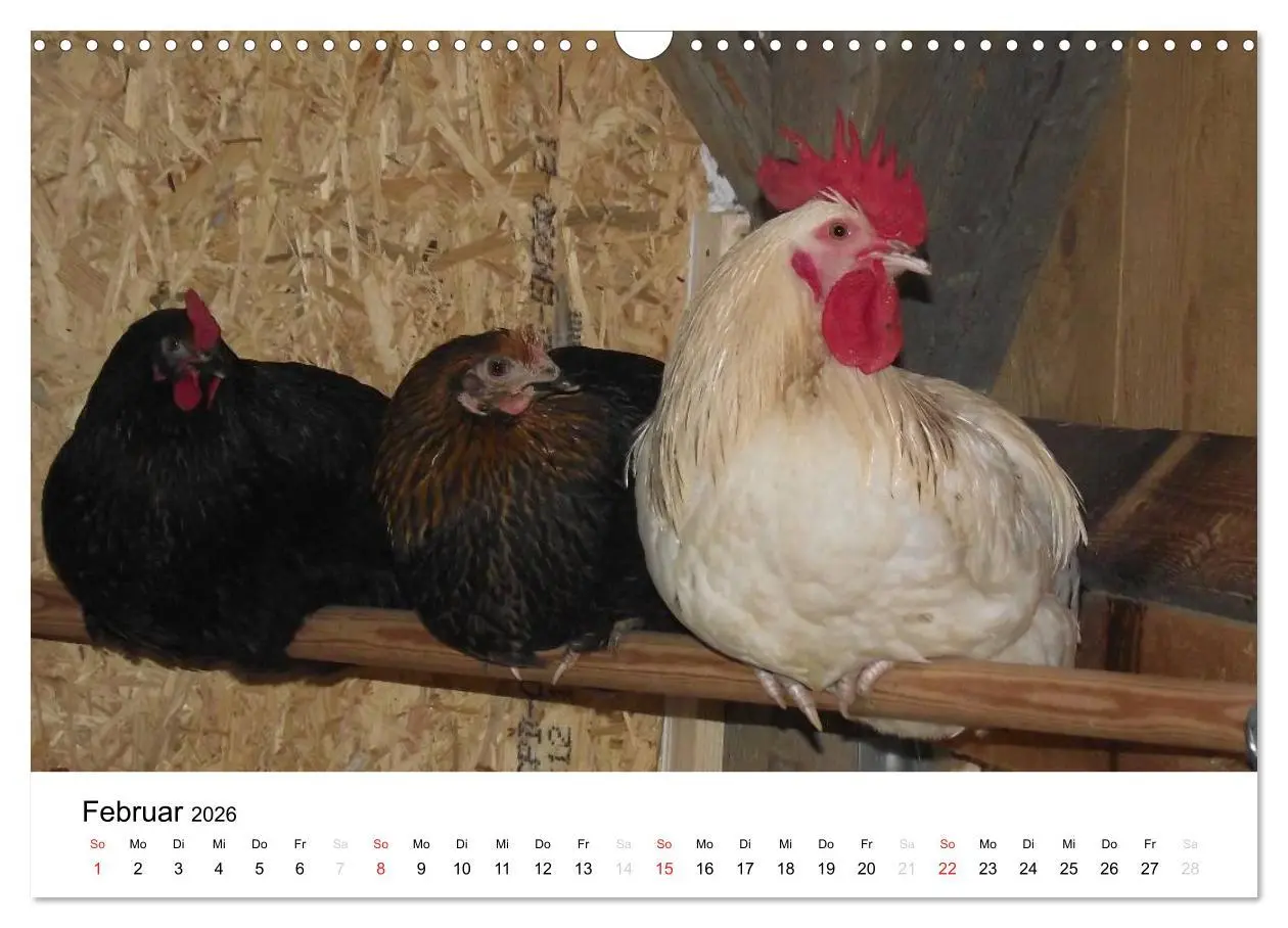 Bild: 9783516119442 | Bauernhoftiere (Wandkalender 2026 DIN A3 quer), CALVENDO...
