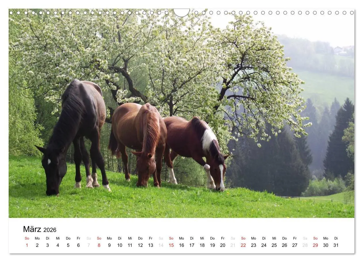 Bild: 9783516119442 | Bauernhoftiere (Wandkalender 2026 DIN A3 quer), CALVENDO...