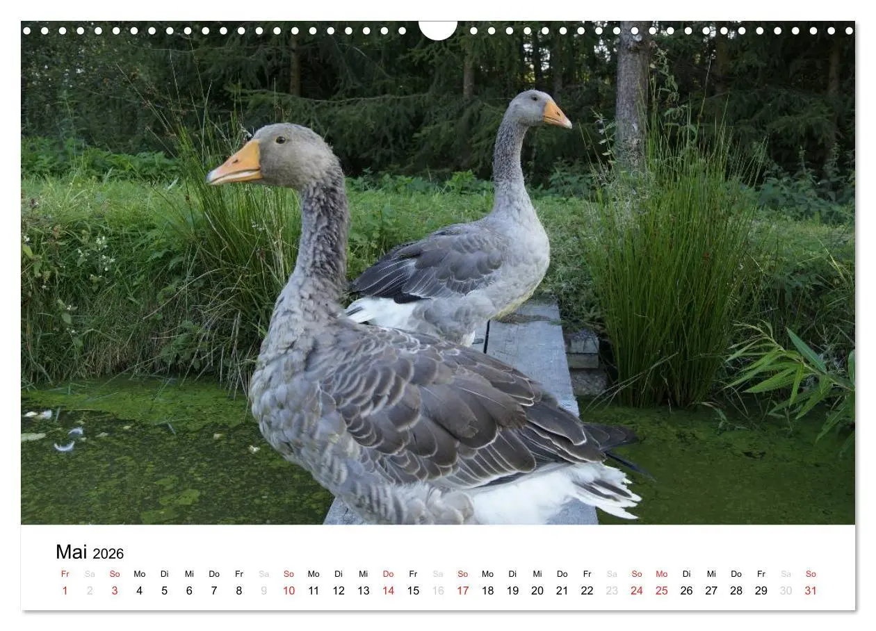Bild: 9783516119442 | Bauernhoftiere (Wandkalender 2026 DIN A3 quer), CALVENDO...