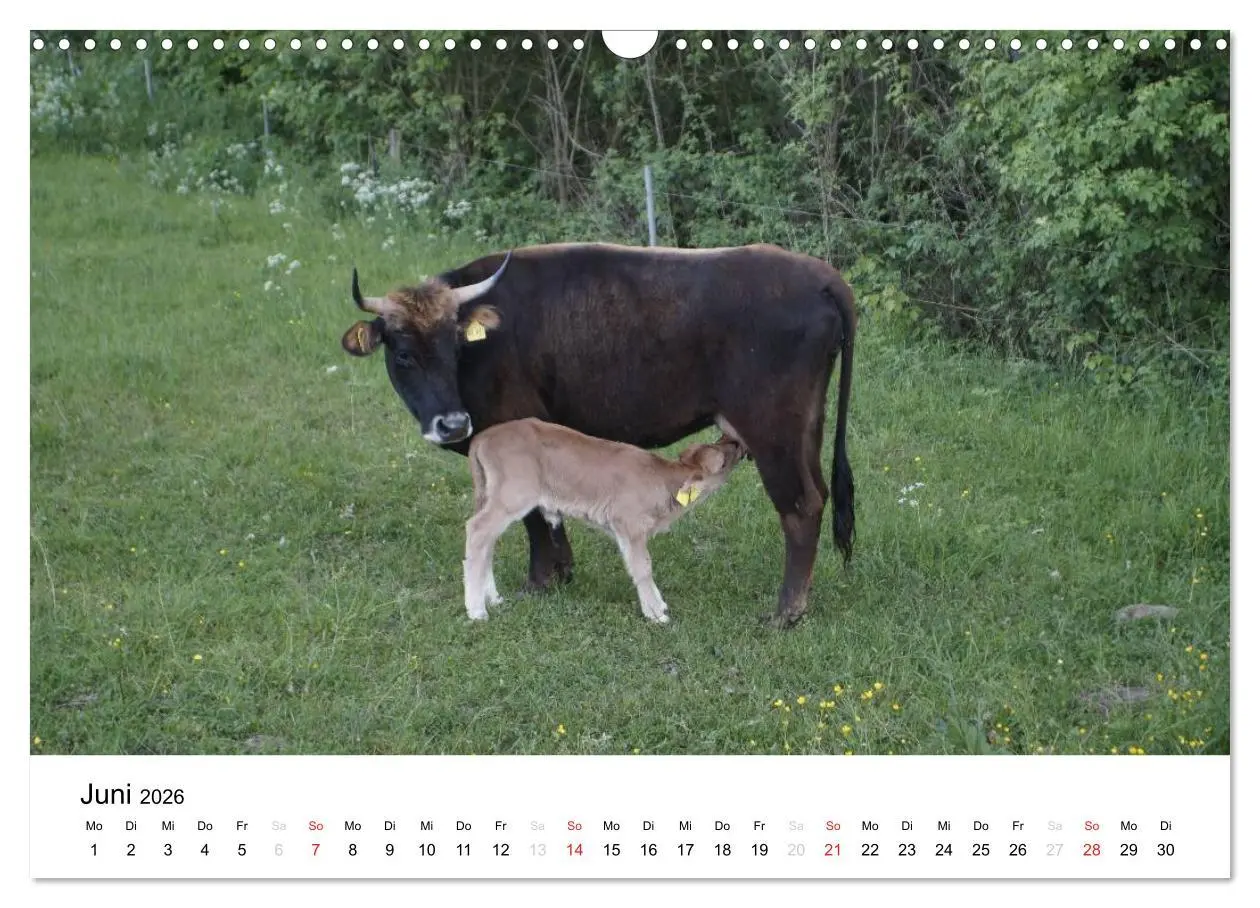 Bild: 9783516119442 | Bauernhoftiere (Wandkalender 2026 DIN A3 quer), CALVENDO...
