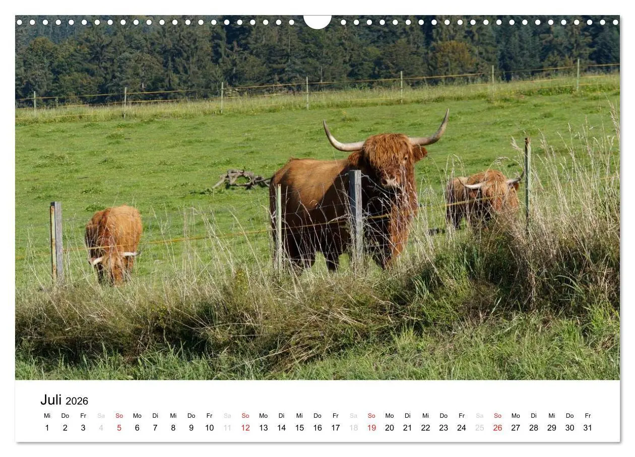 Bild: 9783516119442 | Bauernhoftiere (Wandkalender 2026 DIN A3 quer), CALVENDO...