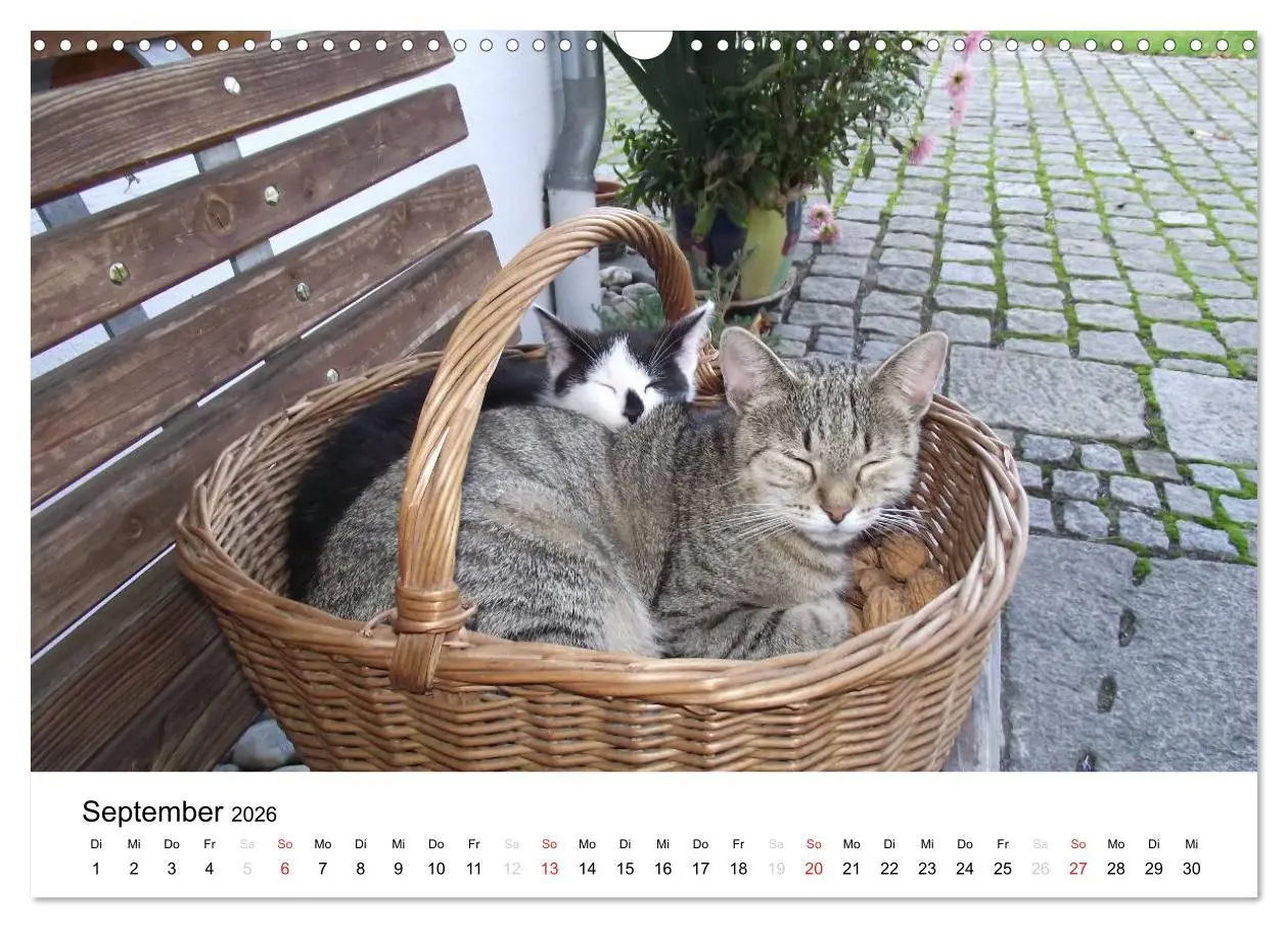 Bild: 9783516119442 | Bauernhoftiere (Wandkalender 2026 DIN A3 quer), CALVENDO...