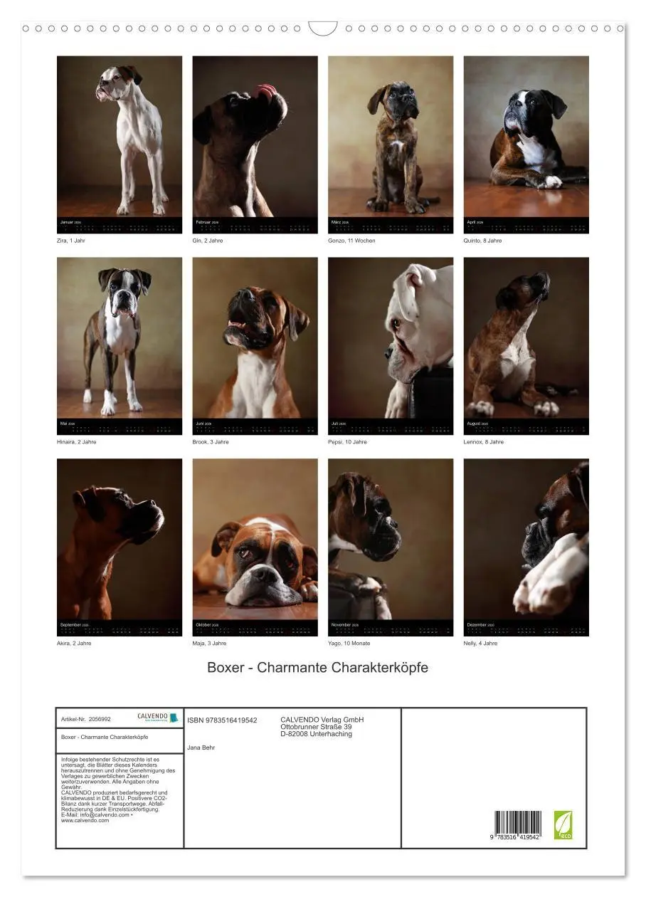 Bild: 9783516419542 | Boxer - Charmante Charakterköpfe (Wandkalender 2026 DIN A2 hoch),...