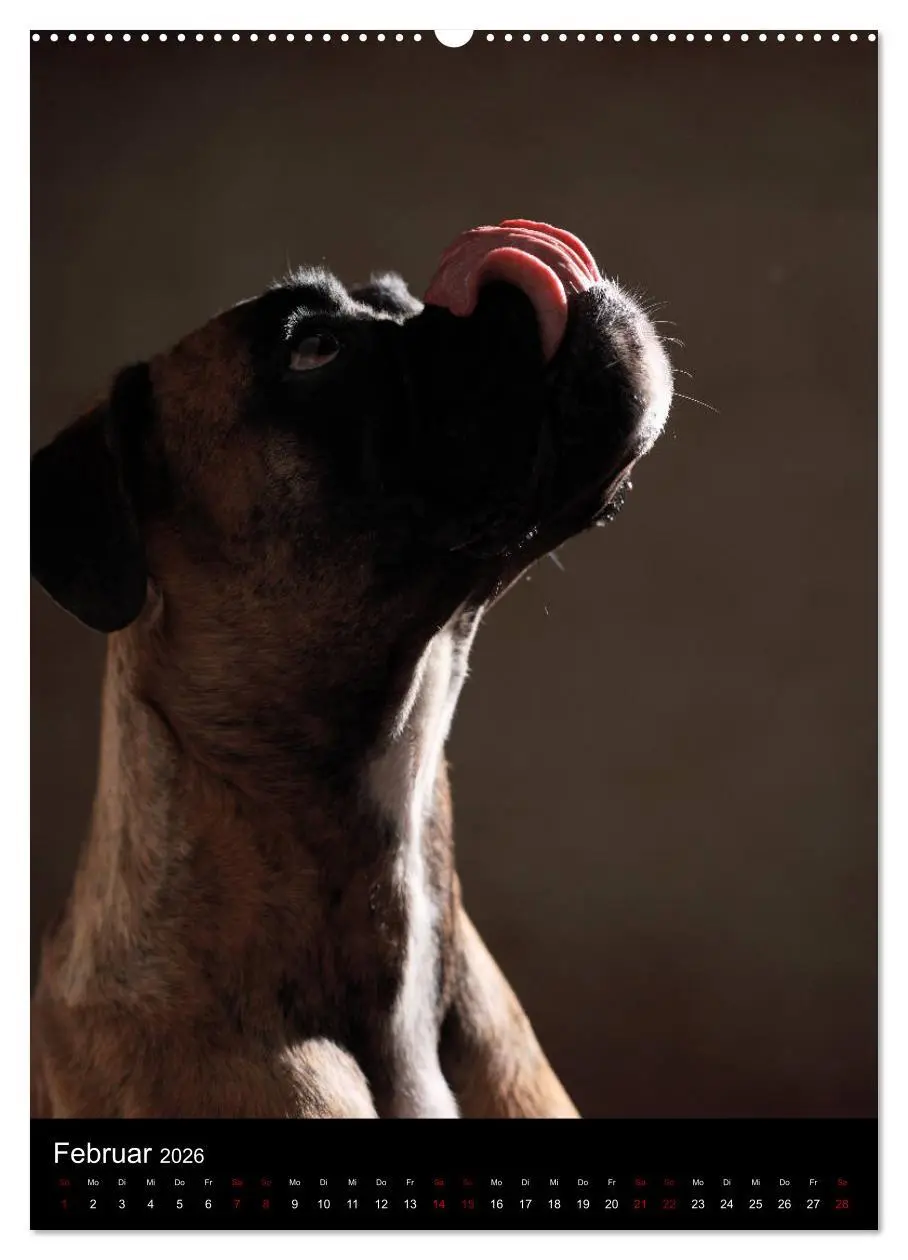 Bild: 9783516419542 | Boxer - Charmante Charakterköpfe (Wandkalender 2026 DIN A2 hoch),...