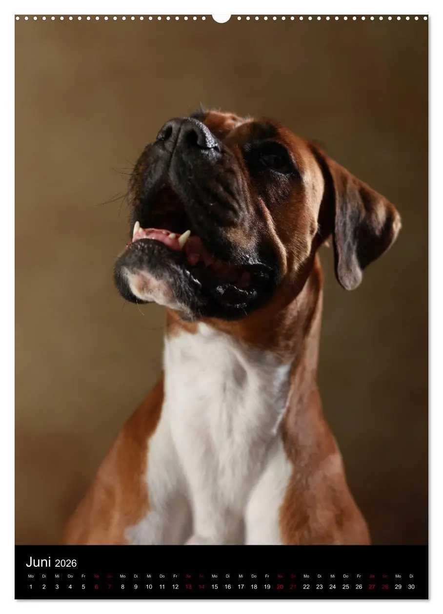 Bild: 9783516419542 | Boxer - Charmante Charakterköpfe (Wandkalender 2026 DIN A2 hoch),...
