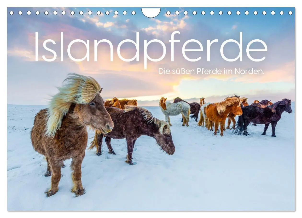 Cover: 9783457539842 | Islandpferde - Die süßen Pferde im Norden. (Wandkalender 2026 DIN...