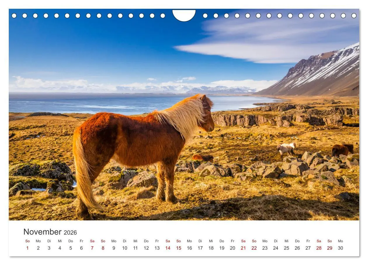 Bild: 9783457539842 | Islandpferde - Die süßen Pferde im Norden. (Wandkalender 2026 DIN...