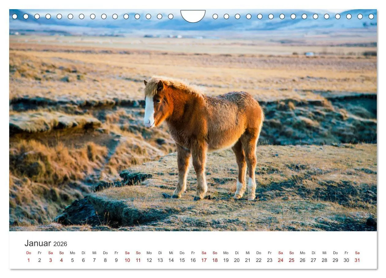 Bild: 9783457539842 | Islandpferde - Die süßen Pferde im Norden. (Wandkalender 2026 DIN...