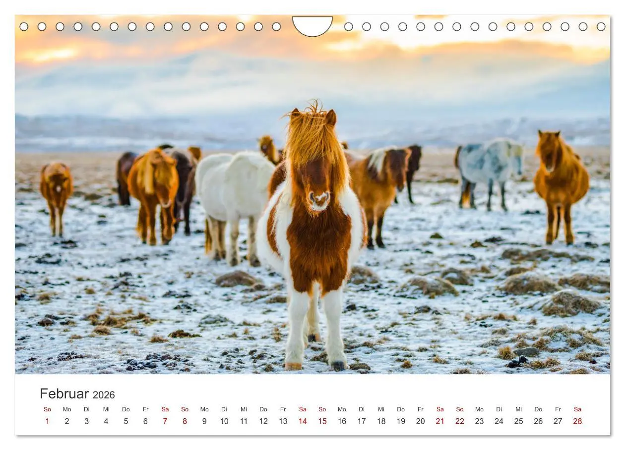 Bild: 9783457539842 | Islandpferde - Die süßen Pferde im Norden. (Wandkalender 2026 DIN...