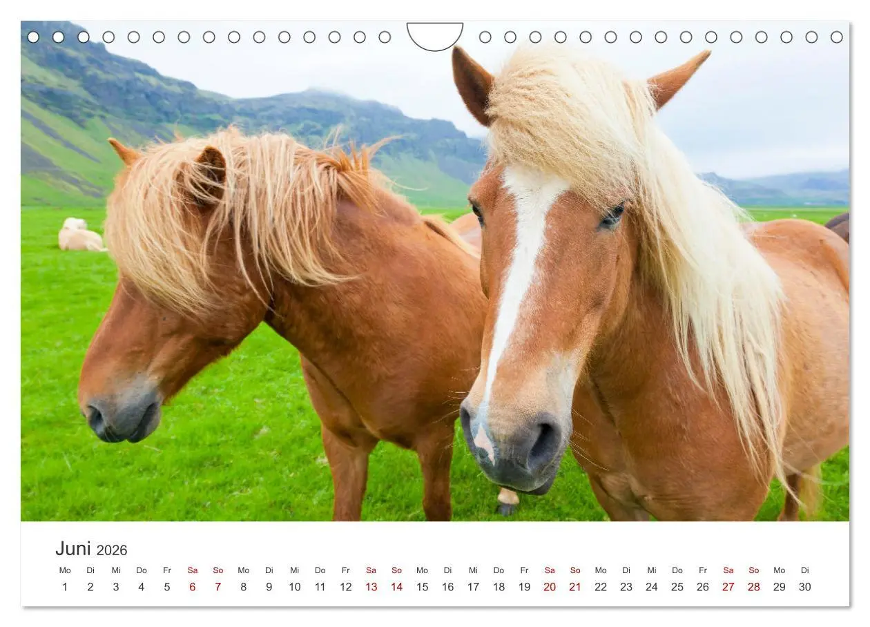 Bild: 9783457539842 | Islandpferde - Die süßen Pferde im Norden. (Wandkalender 2026 DIN...