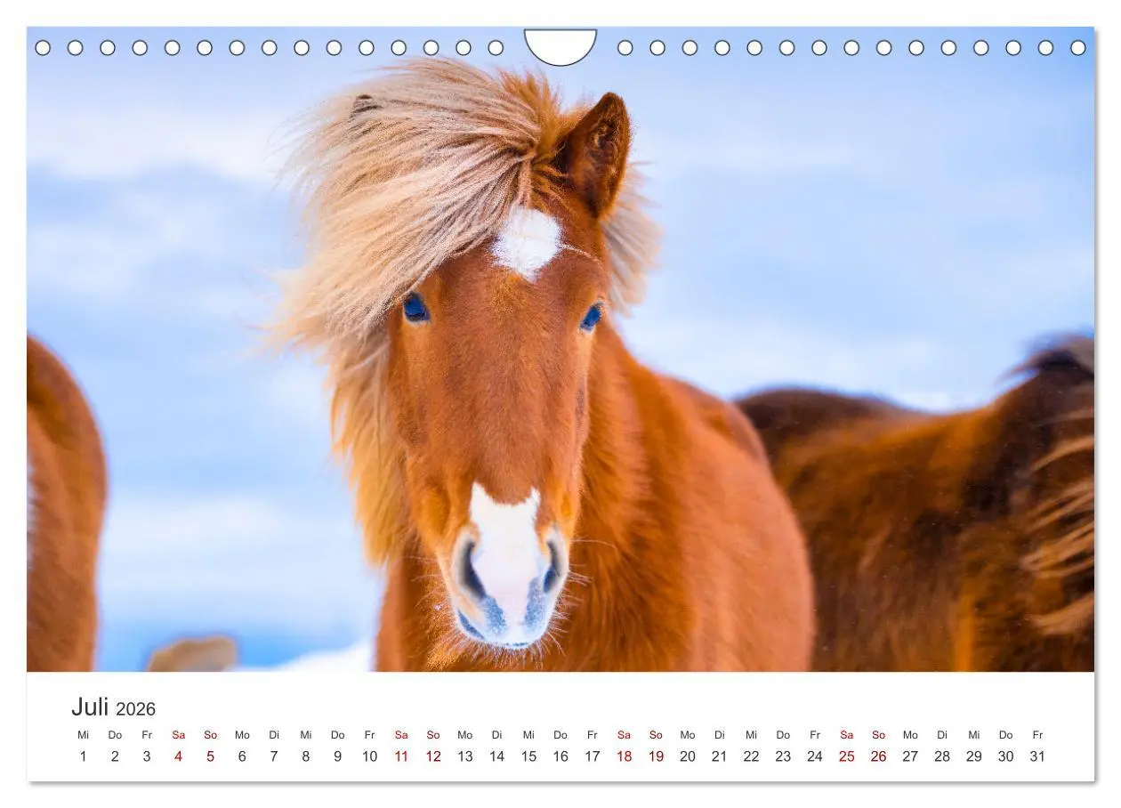 Bild: 9783457539842 | Islandpferde - Die süßen Pferde im Norden. (Wandkalender 2026 DIN...