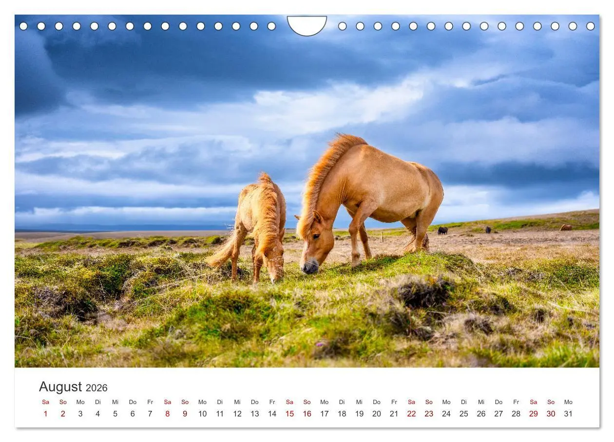 Bild: 9783457539842 | Islandpferde - Die süßen Pferde im Norden. (Wandkalender 2026 DIN...