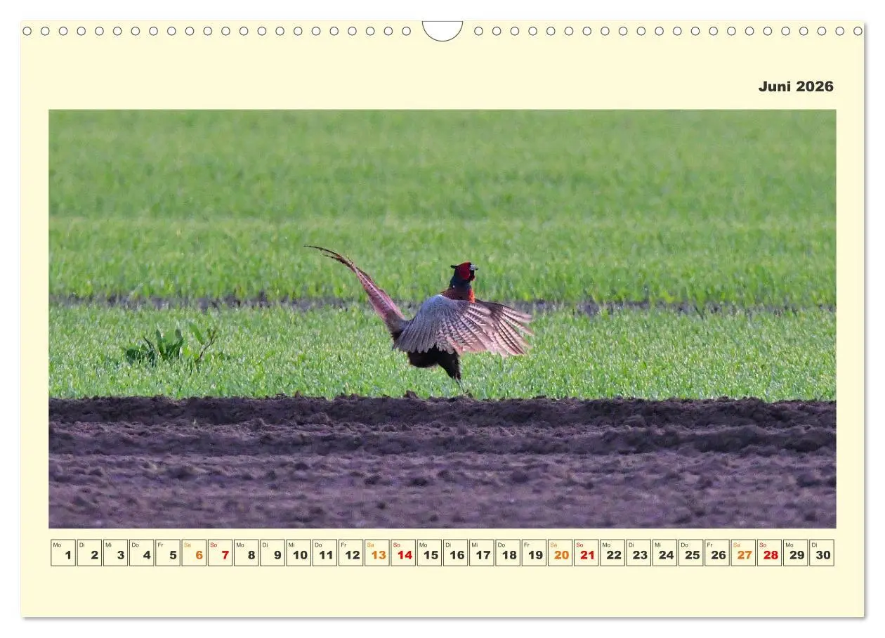 Bild: 9783457570043 | Tierwelt der Wümmeniederung (Wandkalender 2026 DIN A3 quer),...