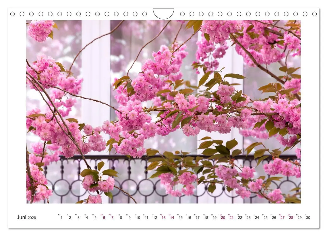 Bild: 9783457560143 | Japanische Kirschblüte in Bonn (Wandkalender 2026 DIN A4 quer),...