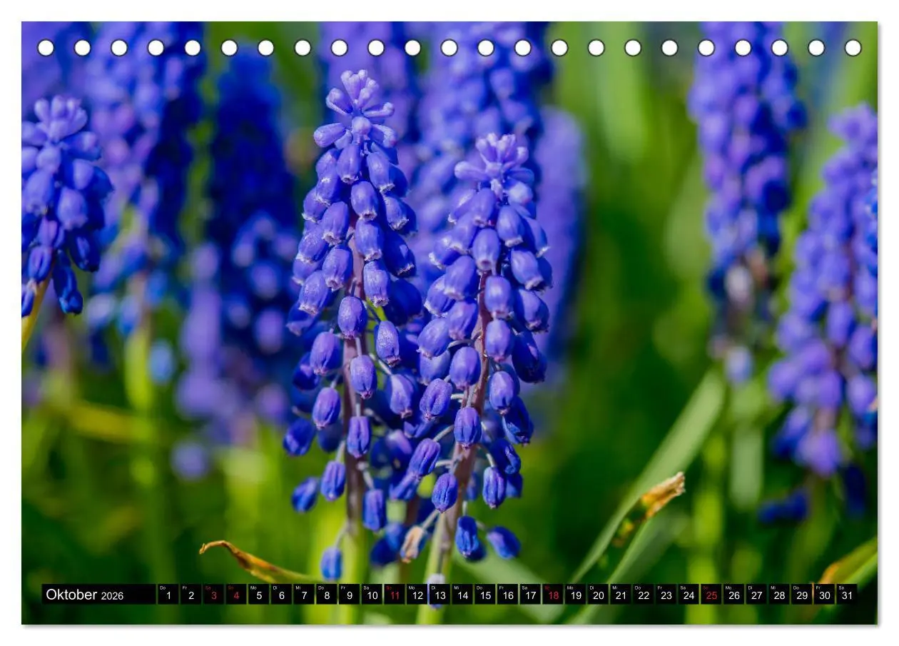 Bild: 9783457790243 | Kleine Blumen ganz groß (Tischkalender 2026 DIN A5 quer), CALVENDO...