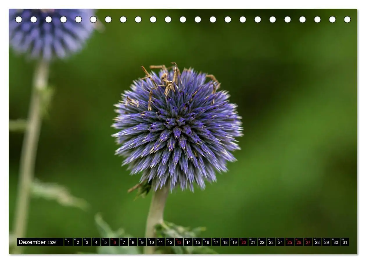 Bild: 9783457790243 | Kleine Blumen ganz groß (Tischkalender 2026 DIN A5 quer), CALVENDO...