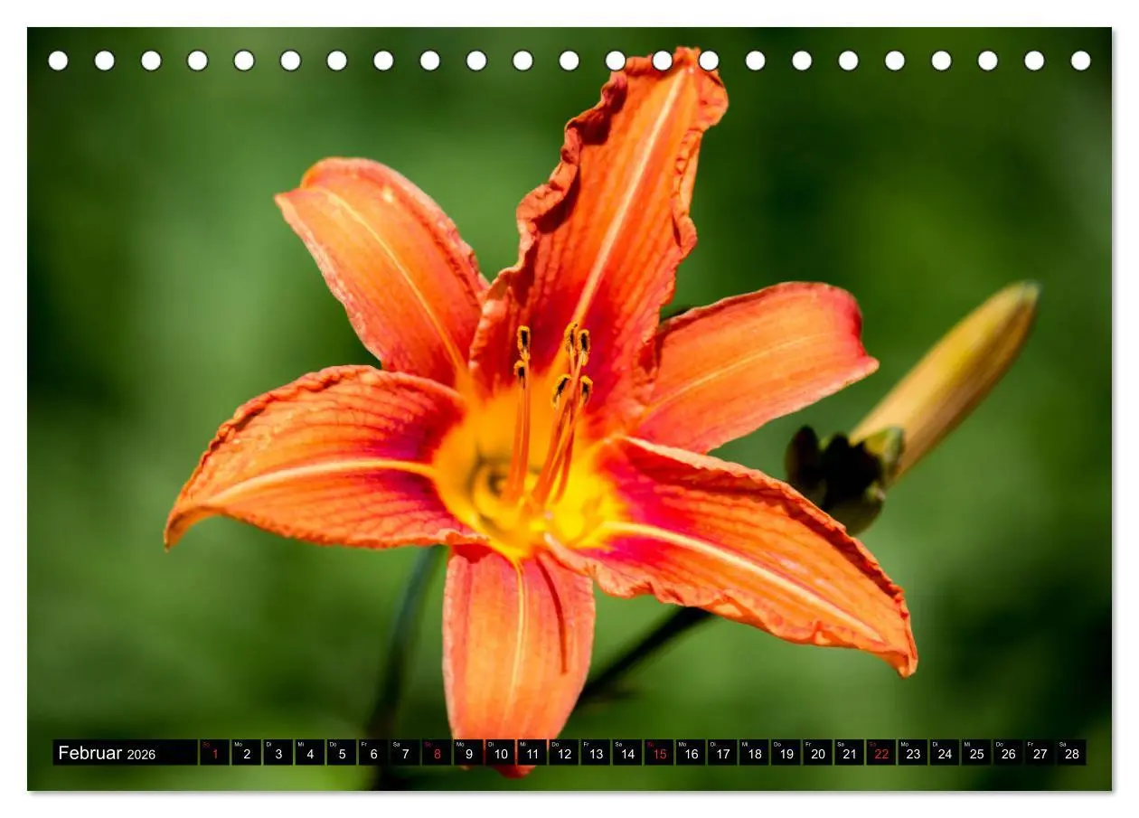 Bild: 9783457790243 | Kleine Blumen ganz groß (Tischkalender 2026 DIN A5 quer), CALVENDO...