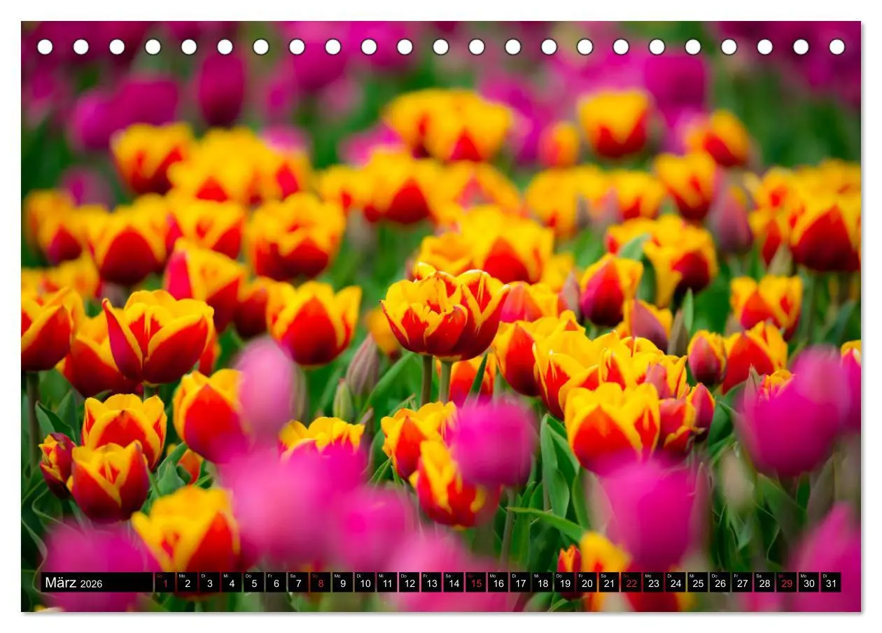 Bild: 9783457790243 | Kleine Blumen ganz groß (Tischkalender 2026 DIN A5 quer), CALVENDO...