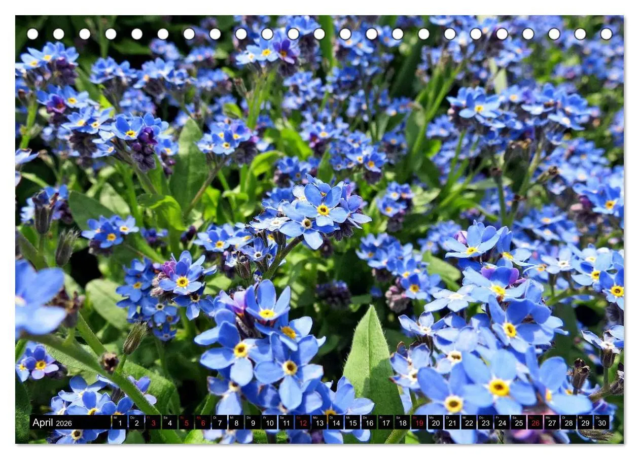 Bild: 9783457790243 | Kleine Blumen ganz groß (Tischkalender 2026 DIN A5 quer), CALVENDO...