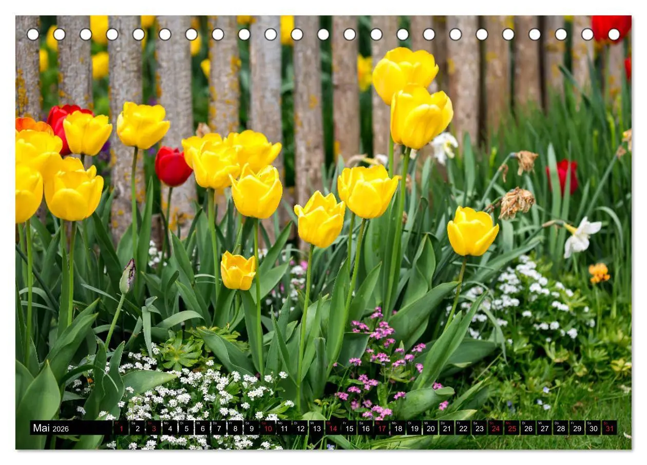 Bild: 9783457790243 | Kleine Blumen ganz groß (Tischkalender 2026 DIN A5 quer), CALVENDO...