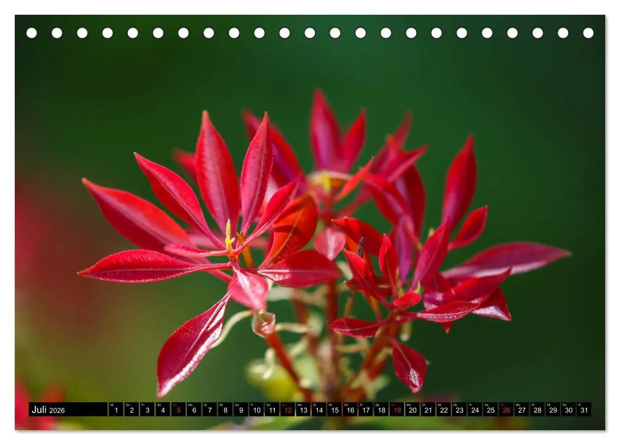 Bild: 9783457790243 | Kleine Blumen ganz groß (Tischkalender 2026 DIN A5 quer), CALVENDO...
