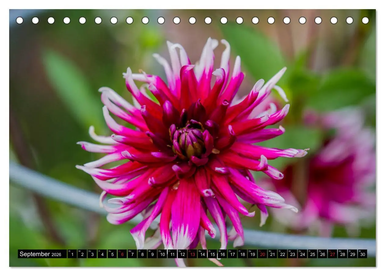 Bild: 9783457790243 | Kleine Blumen ganz groß (Tischkalender 2026 DIN A5 quer), CALVENDO...