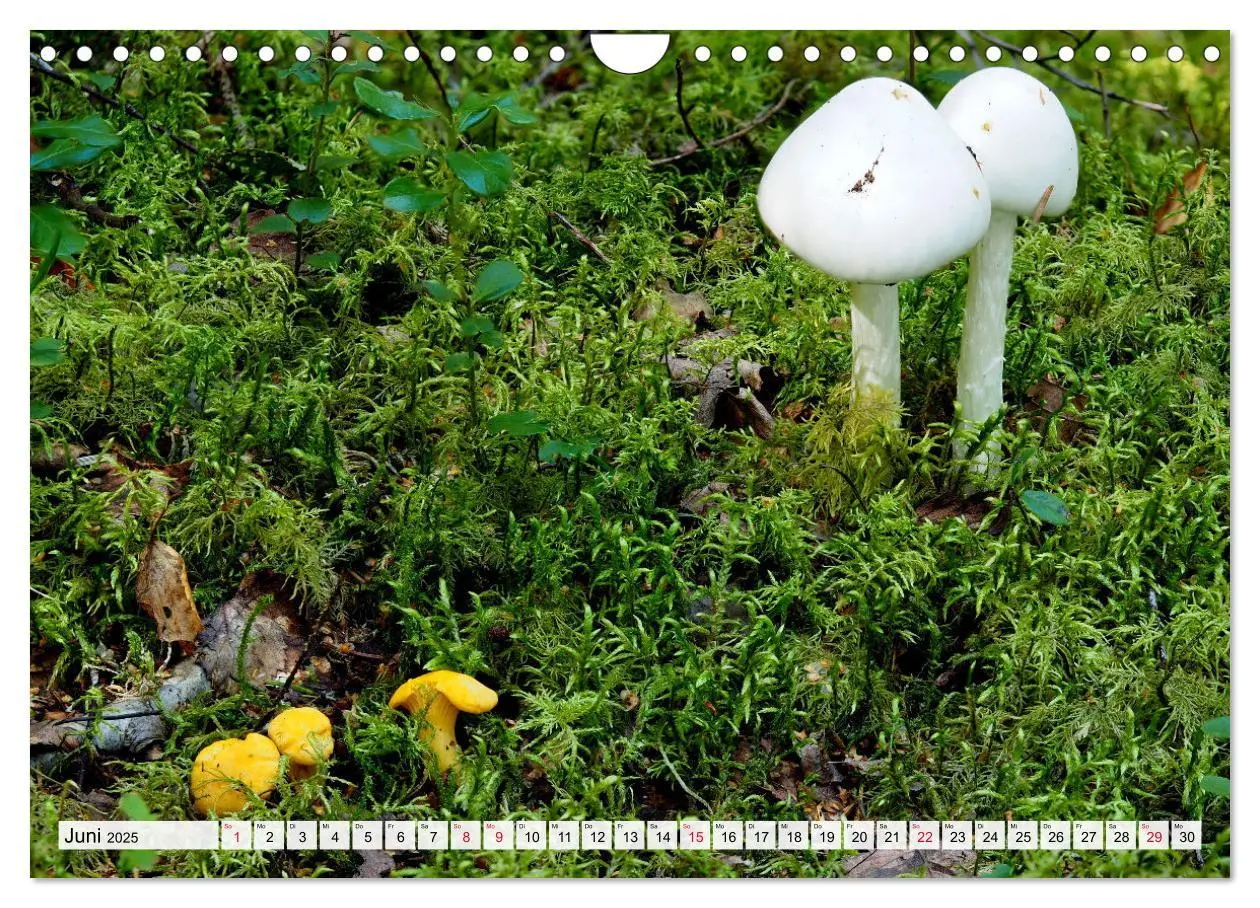 Bild: 9783383980343 | Pilze - tolle Funde (Wandkalender 2025 DIN A4 quer), CALVENDO...