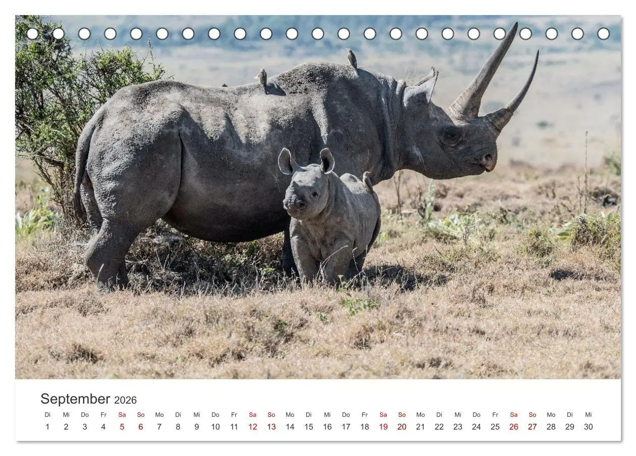 Bild: 9783457610343 | Kenia - Eine Safari durch unberührte Natur. (Tischkalender 2026 DIN...