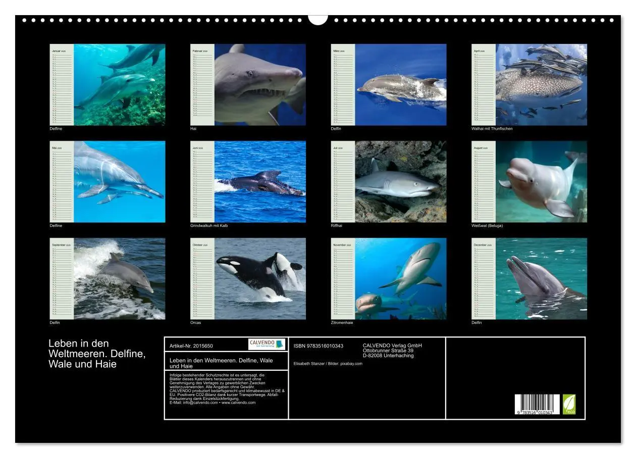 Bild: 9783516010343 | Leben in den Weltmeeren. Delfine, Wale und Haie (Wandkalender 2026...
