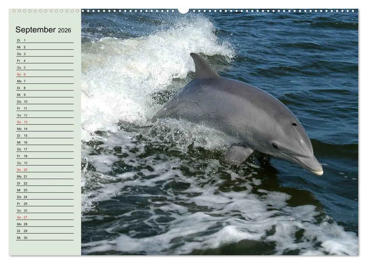 Bild: 9783516010343 | Leben in den Weltmeeren. Delfine, Wale und Haie (Wandkalender 2026...