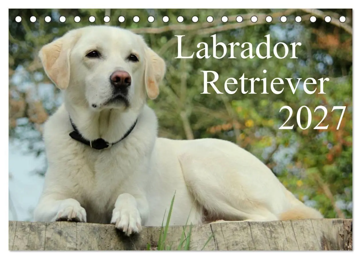 Cover: 9783594160343 | Labrador Retriever 2027 (Tischkalender 2027 DIN A5 quer), CALVENDO...