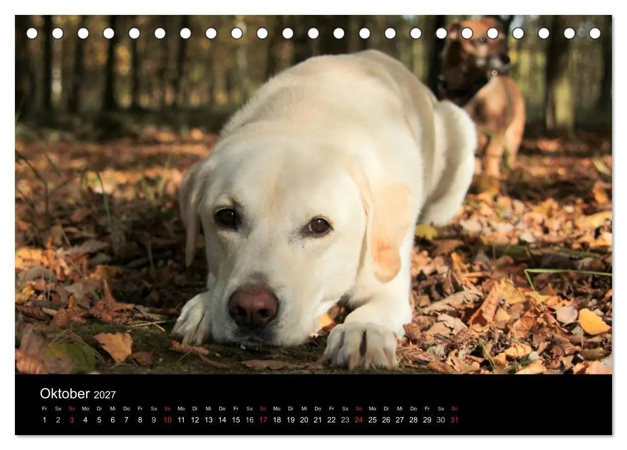 Bild: 9783594160343 | Labrador Retriever 2027 (Tischkalender 2027 DIN A5 quer), CALVENDO...