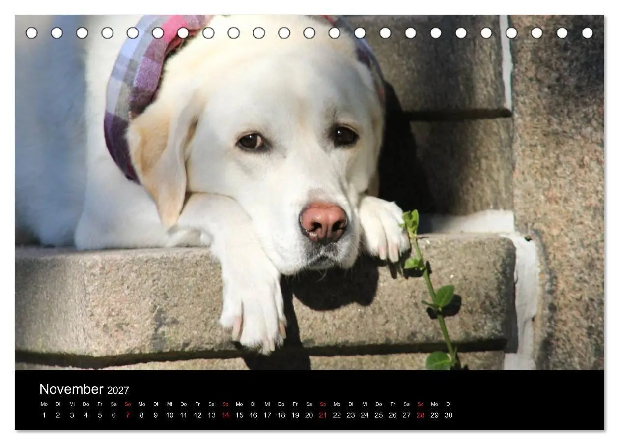 Bild: 9783594160343 | Labrador Retriever 2027 (Tischkalender 2027 DIN A5 quer), CALVENDO...