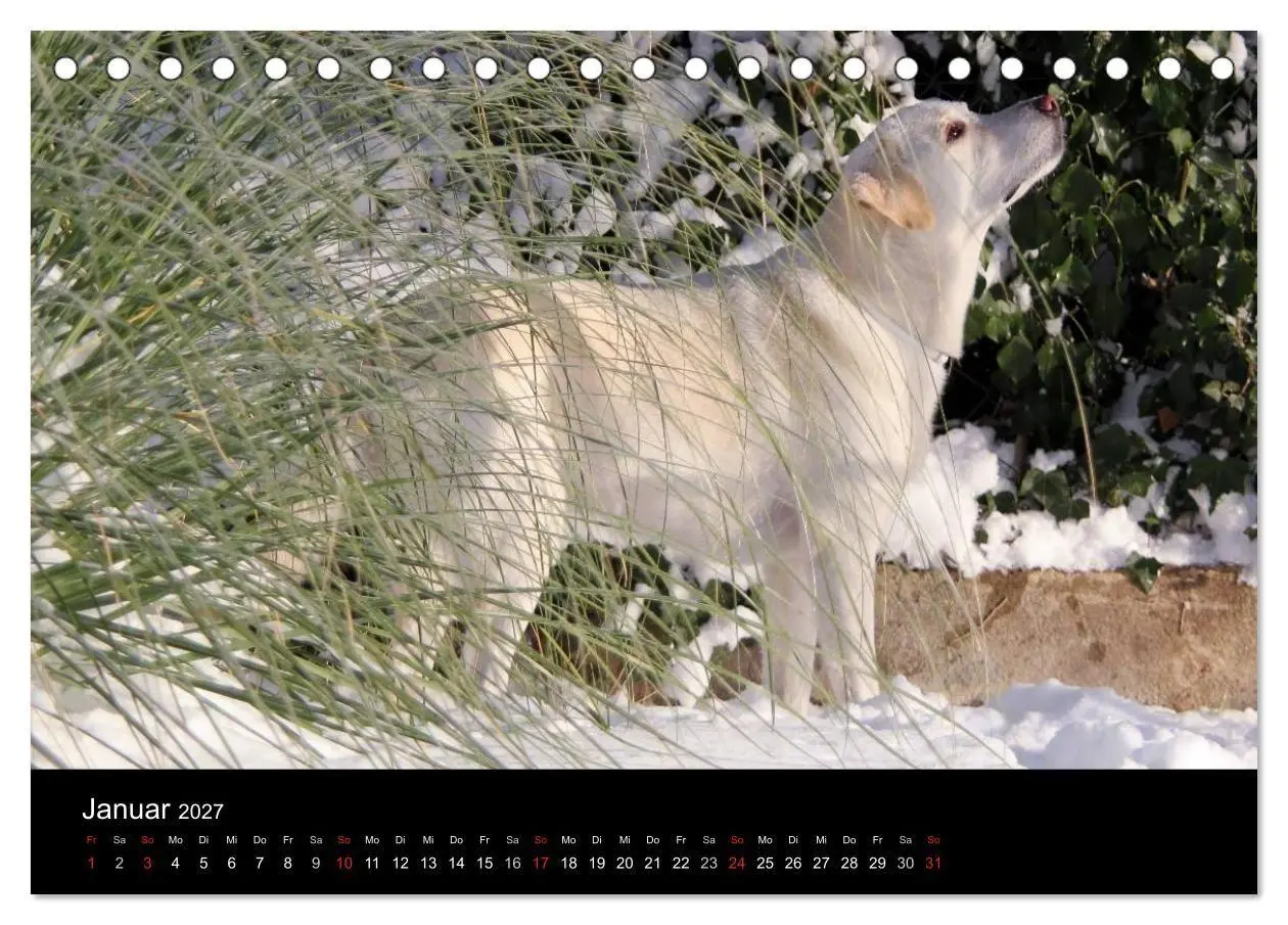 Bild: 9783594160343 | Labrador Retriever 2027 (Tischkalender 2027 DIN A5 quer), CALVENDO...