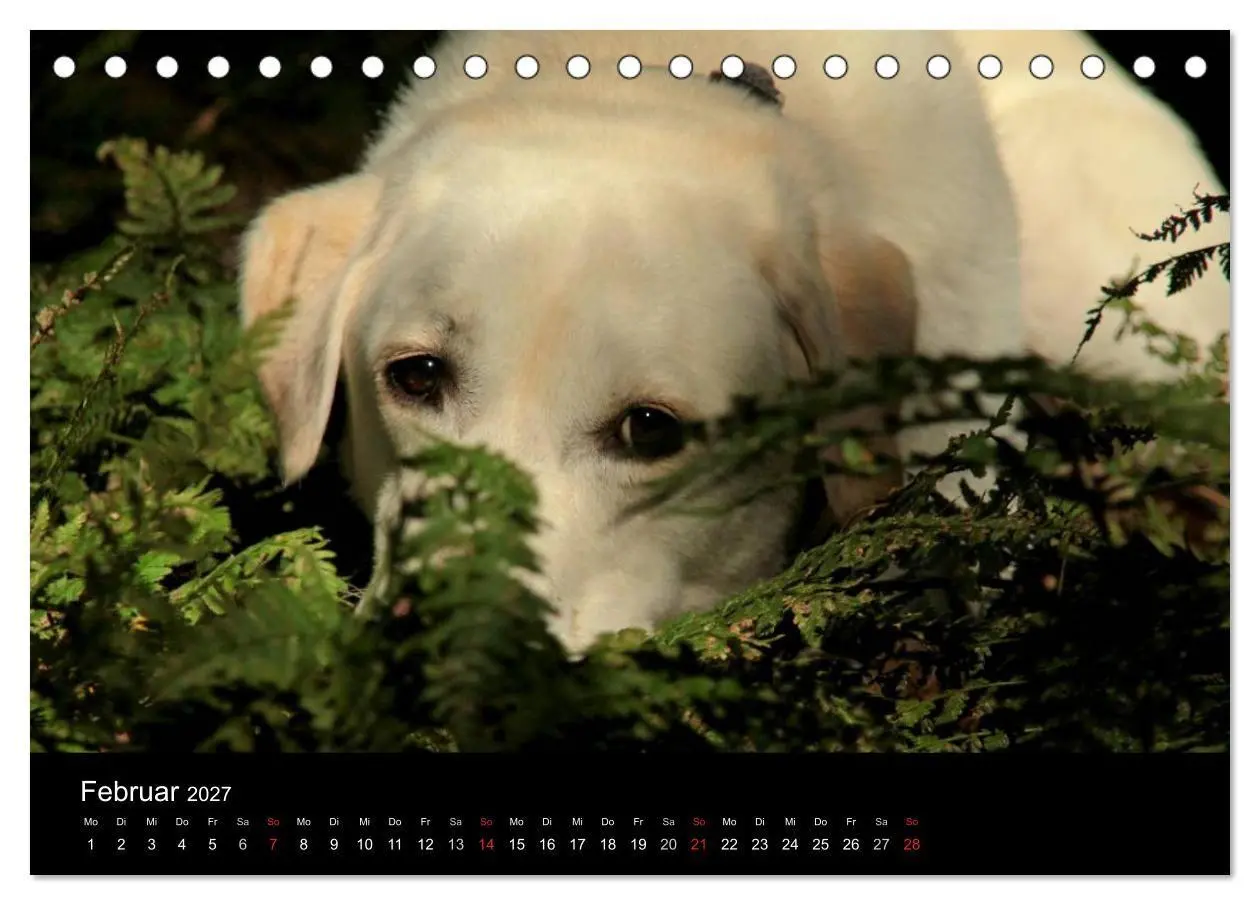 Bild: 9783594160343 | Labrador Retriever 2027 (Tischkalender 2027 DIN A5 quer), CALVENDO...