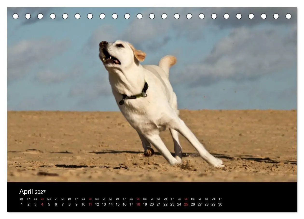 Bild: 9783594160343 | Labrador Retriever 2027 (Tischkalender 2027 DIN A5 quer), CALVENDO...