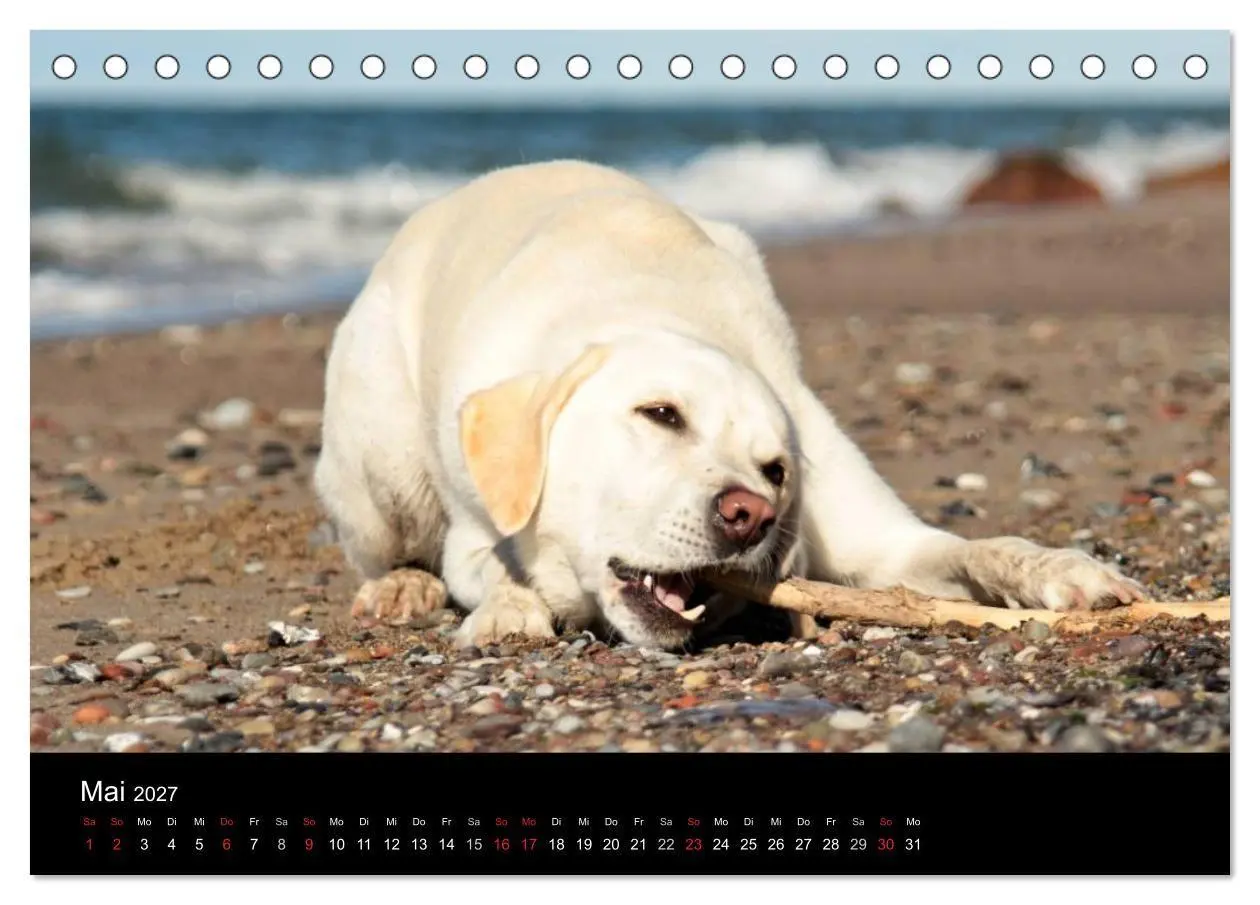 Bild: 9783594160343 | Labrador Retriever 2027 (Tischkalender 2027 DIN A5 quer), CALVENDO...