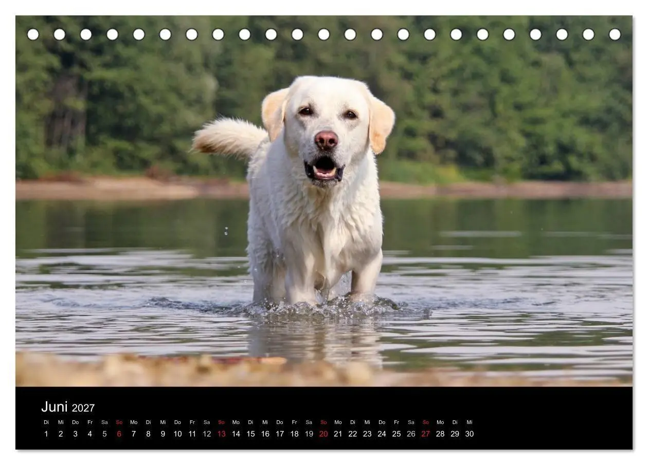 Bild: 9783594160343 | Labrador Retriever 2027 (Tischkalender 2027 DIN A5 quer), CALVENDO...