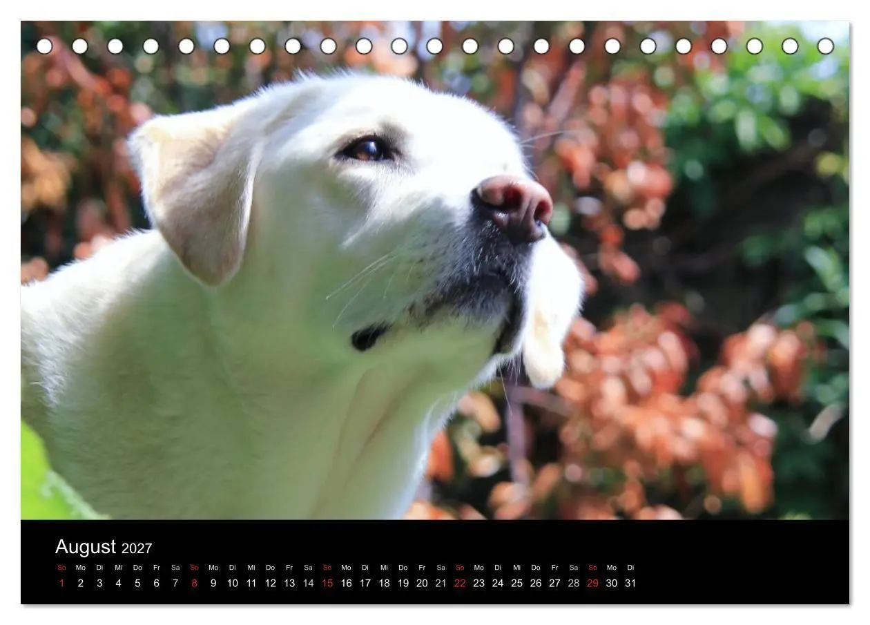Bild: 9783594160343 | Labrador Retriever 2027 (Tischkalender 2027 DIN A5 quer), CALVENDO...