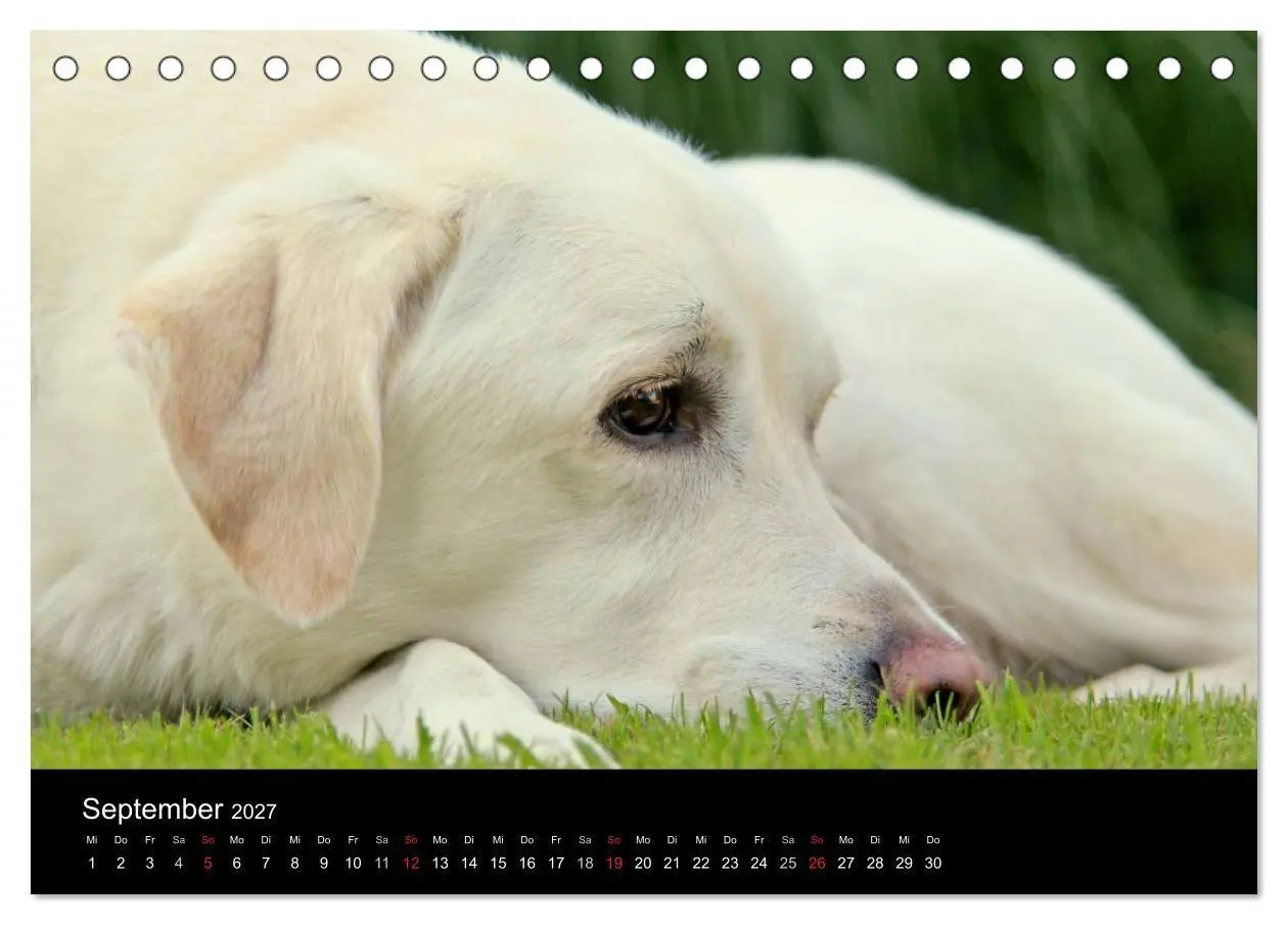 Bild: 9783594160343 | Labrador Retriever 2027 (Tischkalender 2027 DIN A5 quer), CALVENDO...