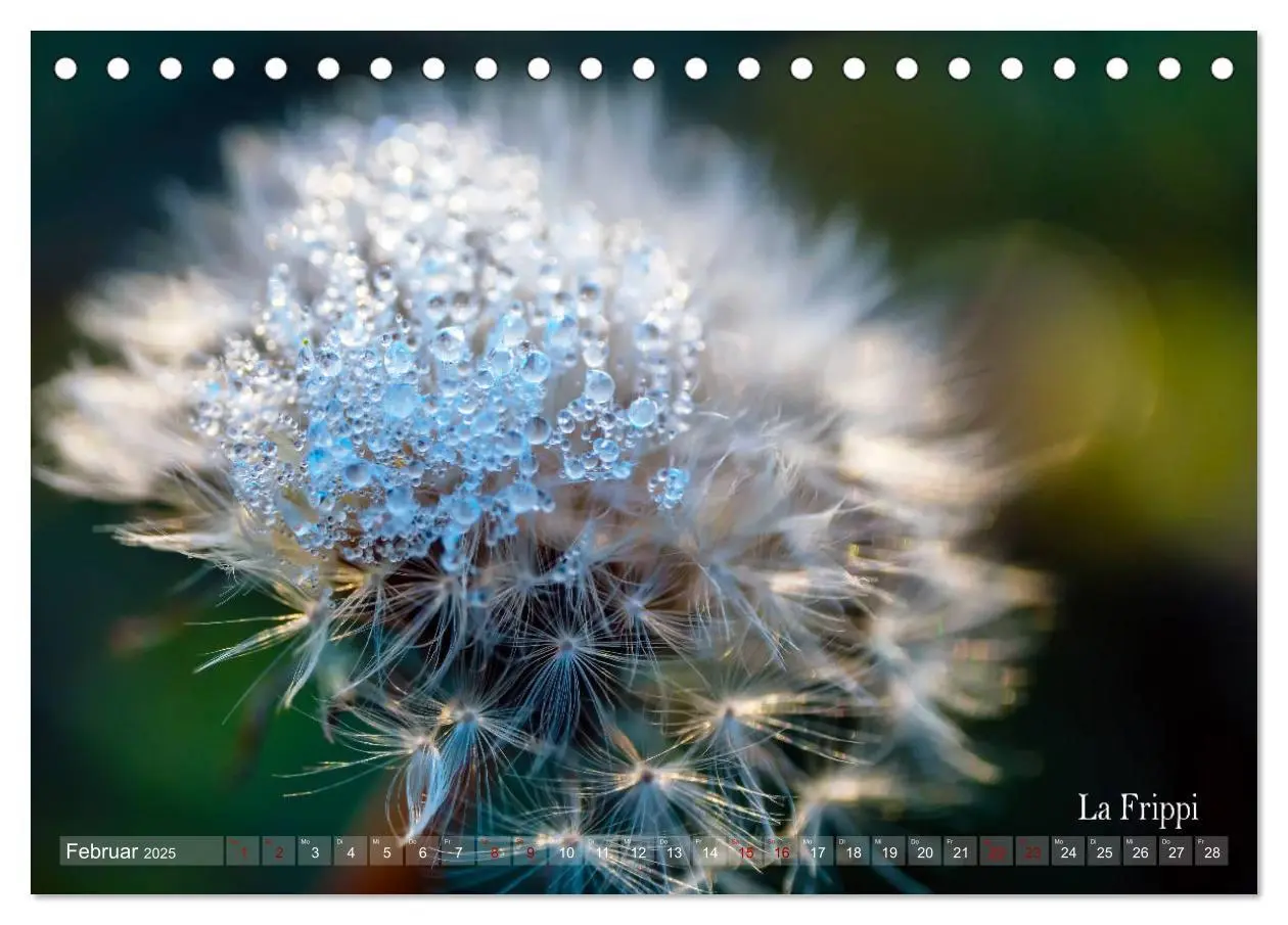 Bild: 9783435200443 | ... die Magie des Morgentaus ... (Tischkalender 2025 DIN A5 quer),...