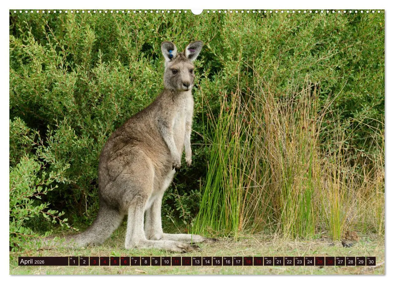 Bild: 9783457380543 | Traumpfade Australien (hochwertiger Premium Wandkalender 2026 DIN...