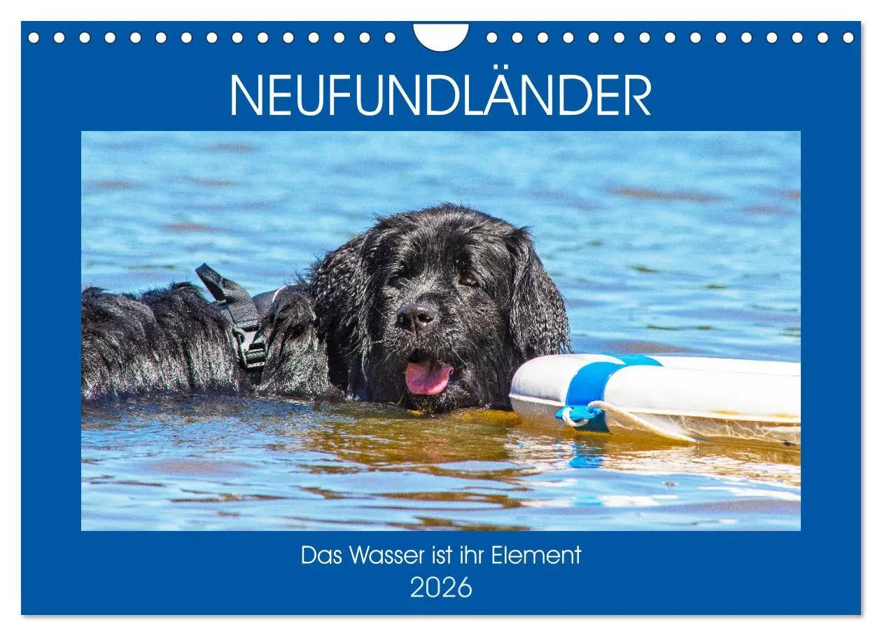 Cover: 9783457820643 | Neufundländer - Das Wasser ist ihr Element (Wandkalender 2026 DIN...