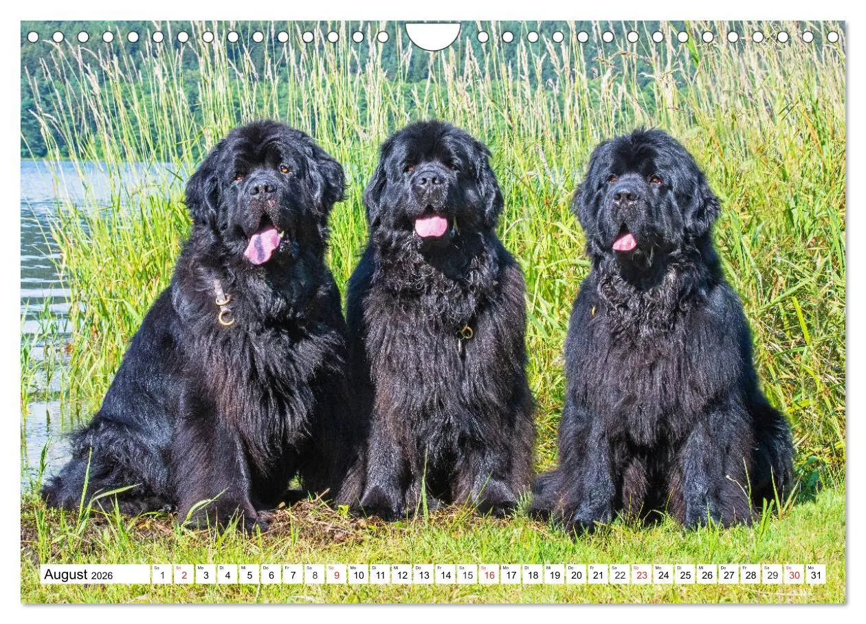 Bild: 9783457820643 | Neufundländer - Das Wasser ist ihr Element (Wandkalender 2026 DIN...