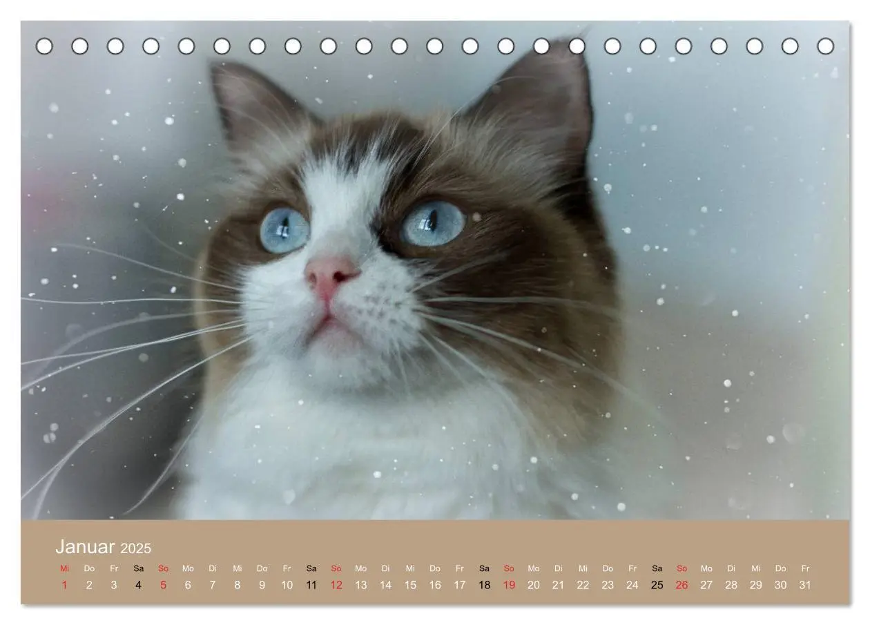 Bild: 9783435490943 | Verliebt in Ragdolls ... die sanfte Katzenrasse (Tischkalender 2025...