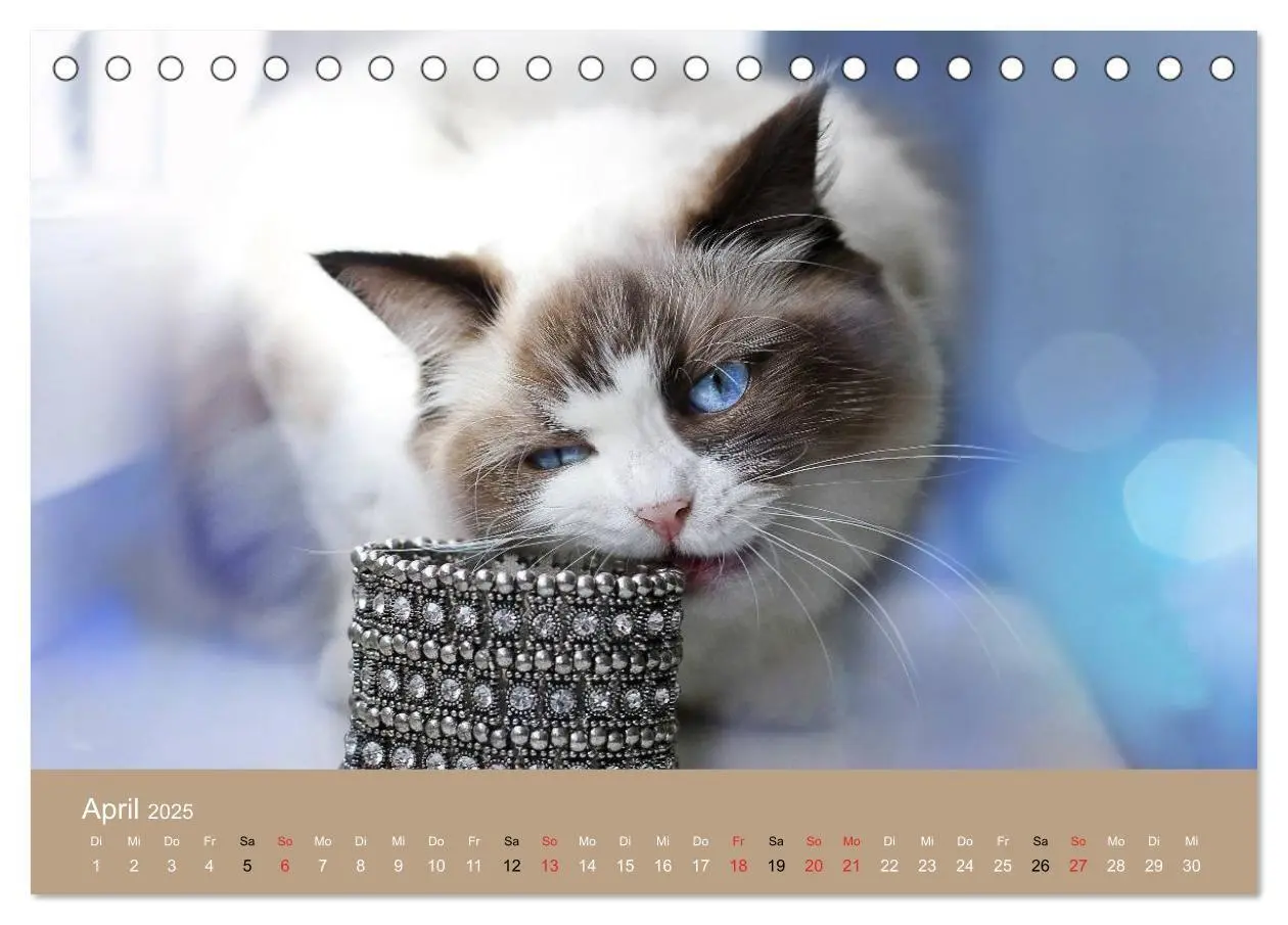 Bild: 9783435490943 | Verliebt in Ragdolls ... die sanfte Katzenrasse (Tischkalender 2025...